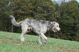 IRISH WOLFHOUND 165